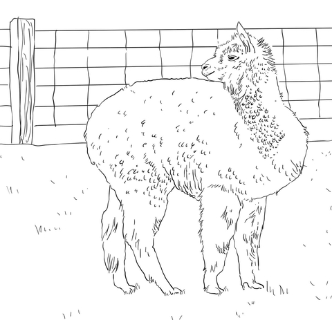 Alpaca Looks Back Coloring Page